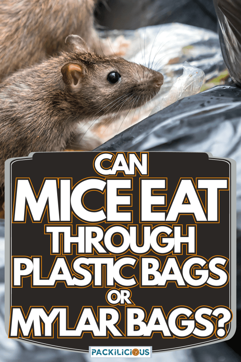 Two mice are standing on black bags, Can Mice Eat Through Plastic Bags Or Mylar Bags?
