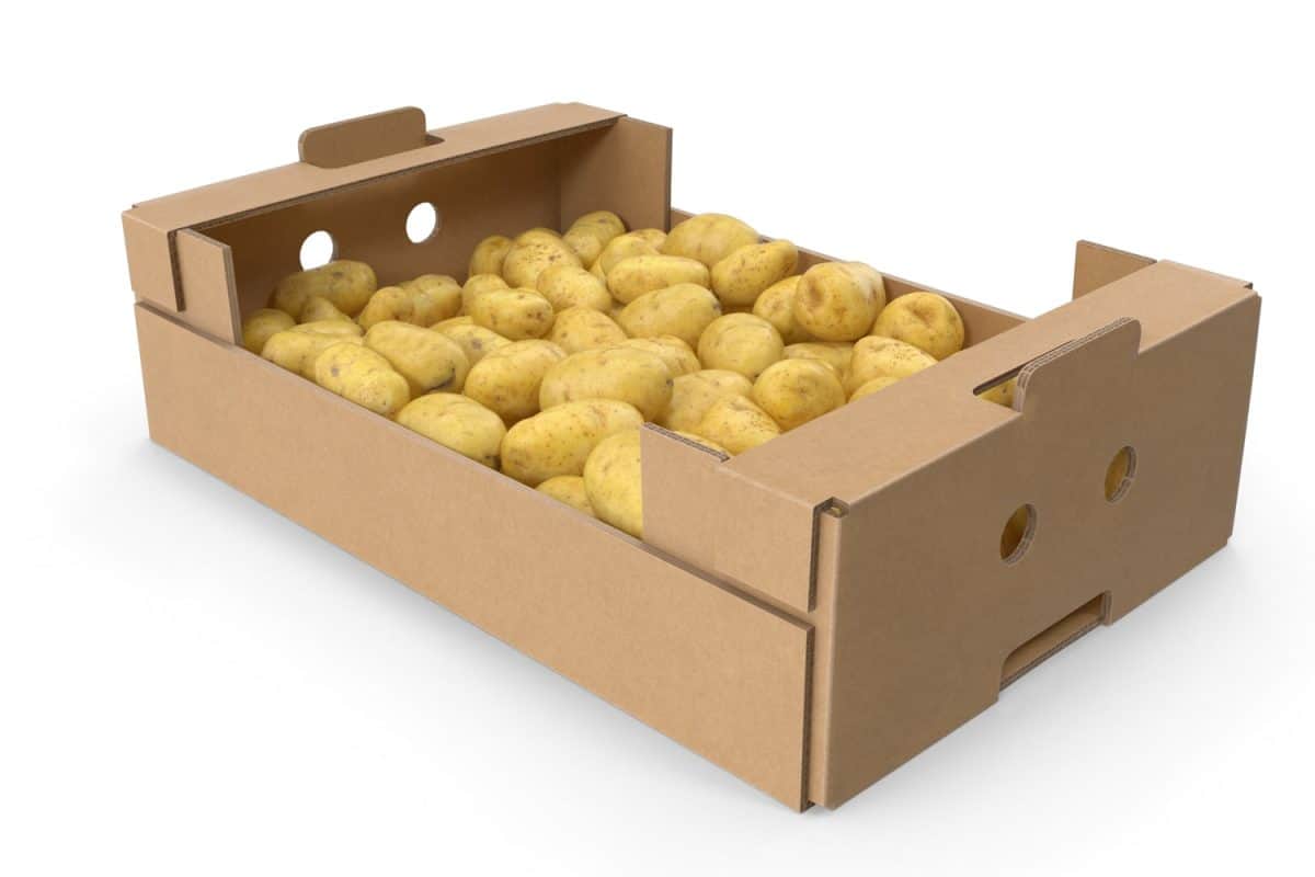 Cardboard Box with Potatoes isolated in white texture background 