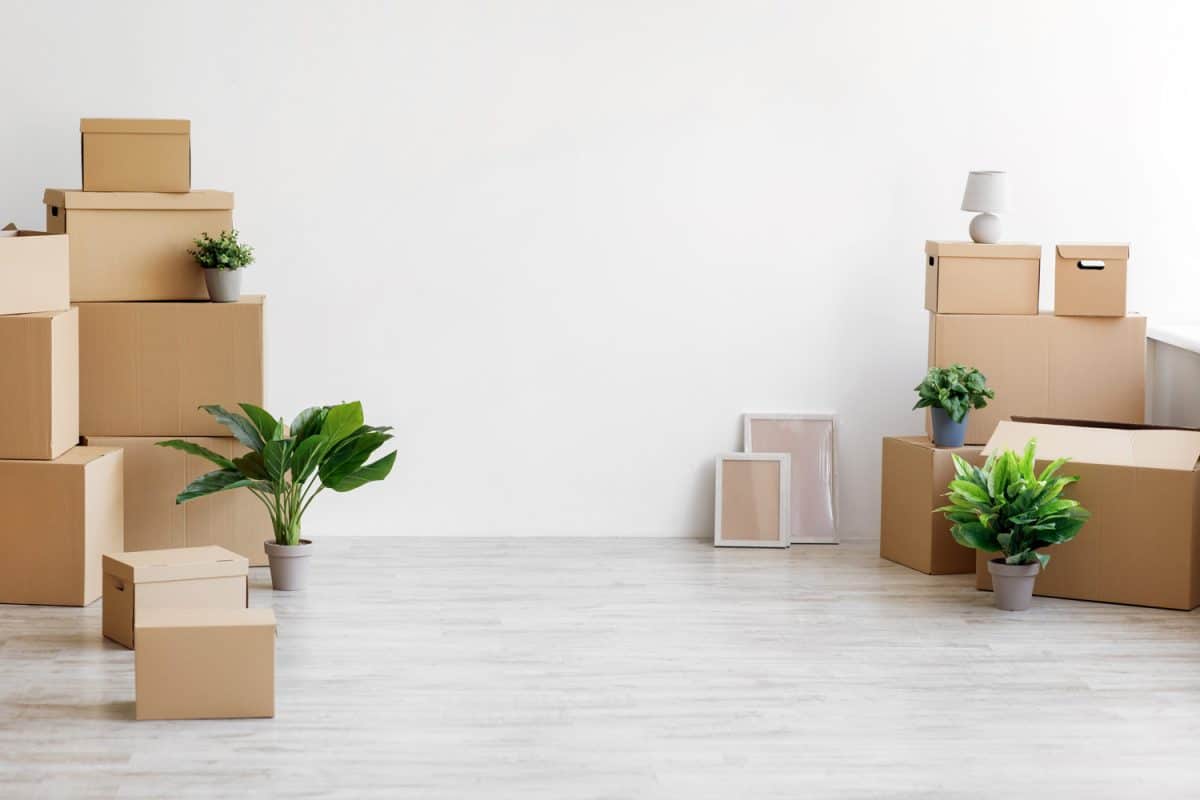 Stack of different cardboard boxes with things and green plants in pots on floor on gray wall background, empty space. Renovation, moving to new apartment and relocation at own home, rent flat, nobody


