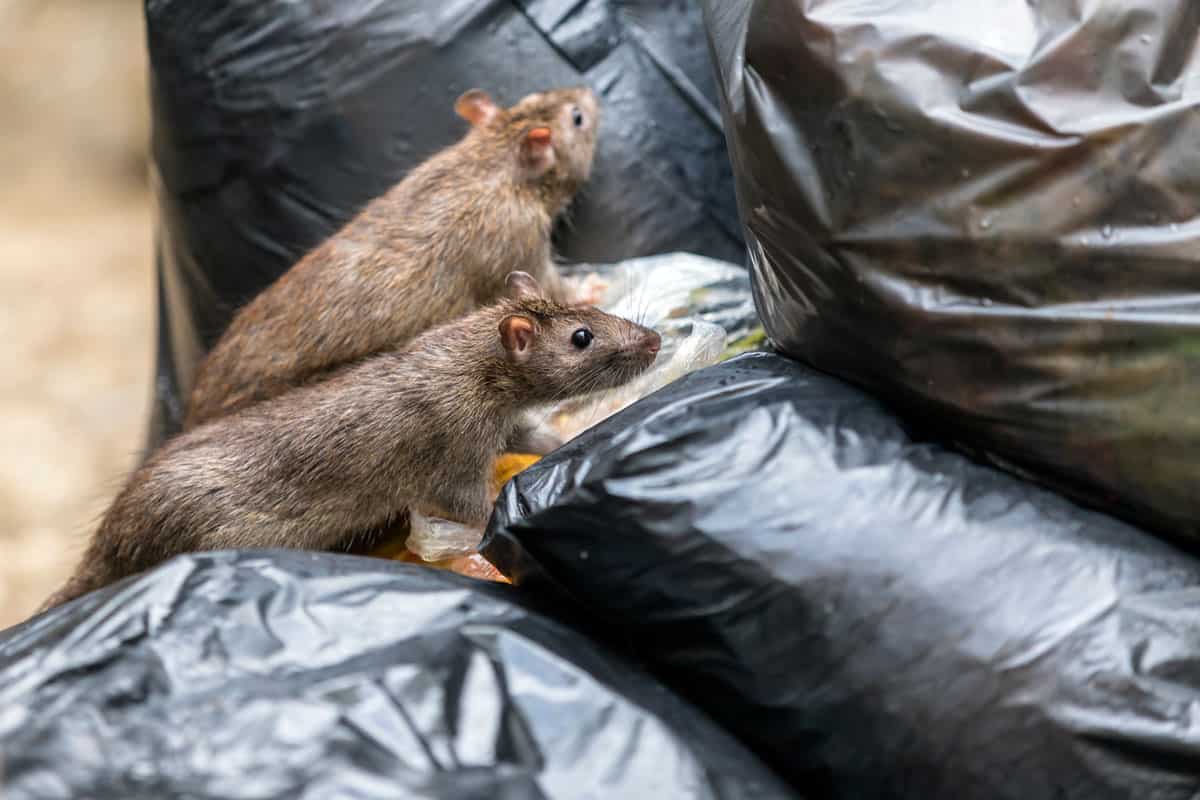 Two mice are standing on black bags