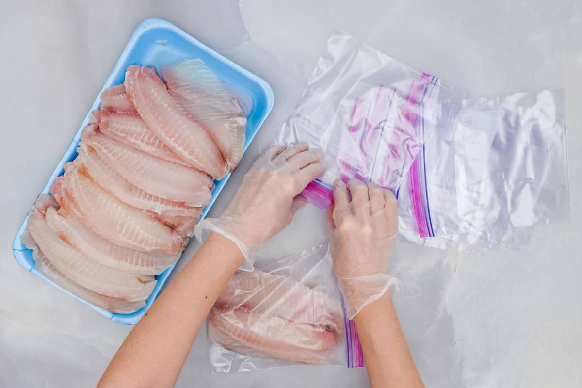 Woman hands put fresh Tilapia fish fillet in zip lock bags for freezing