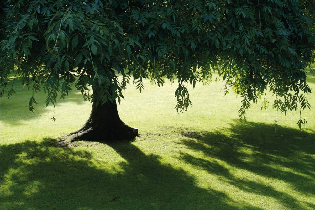 lawn under the shade of a tree