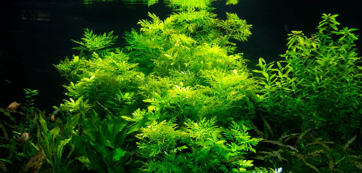 Green seaweed plants with fishes in an aquarium