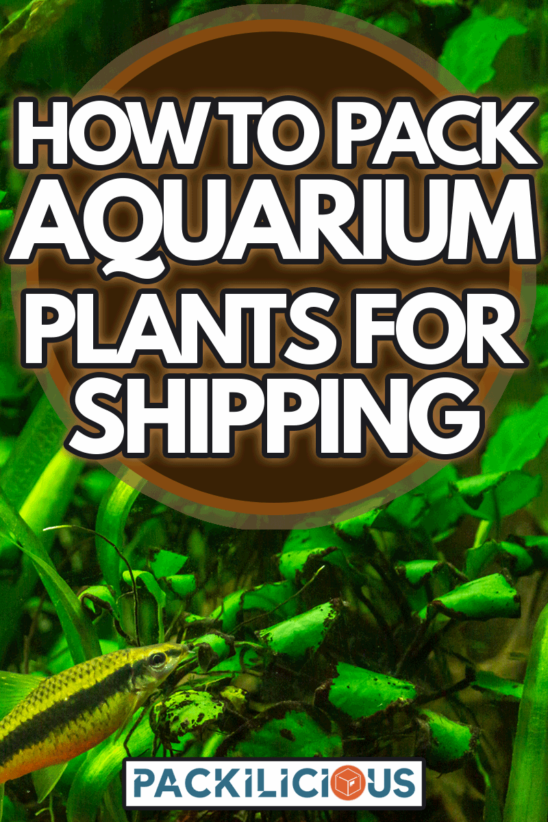 Siemens fish in the acquarium tropical, How To Pack Aquarium Plants For Shipping