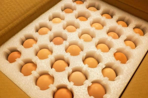 Ready for shipment fresh eggs, How To Ship Eggs For Hatching
