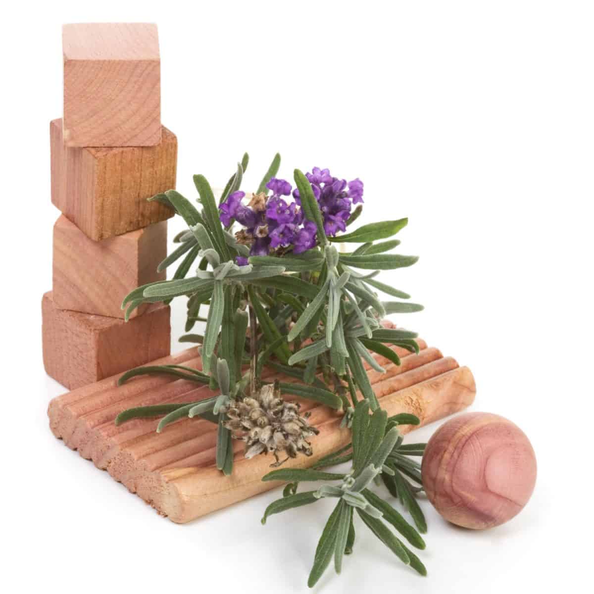 Scented cedar blocks and rosemary on top of a wooden block on a white background