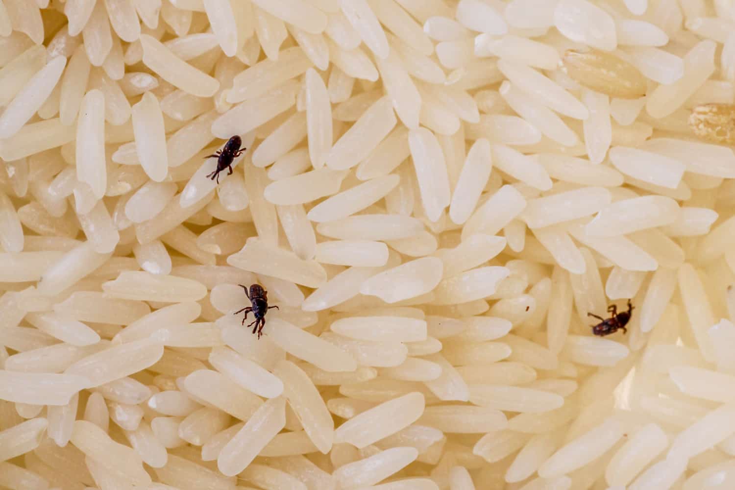 Weevils on grains of rice